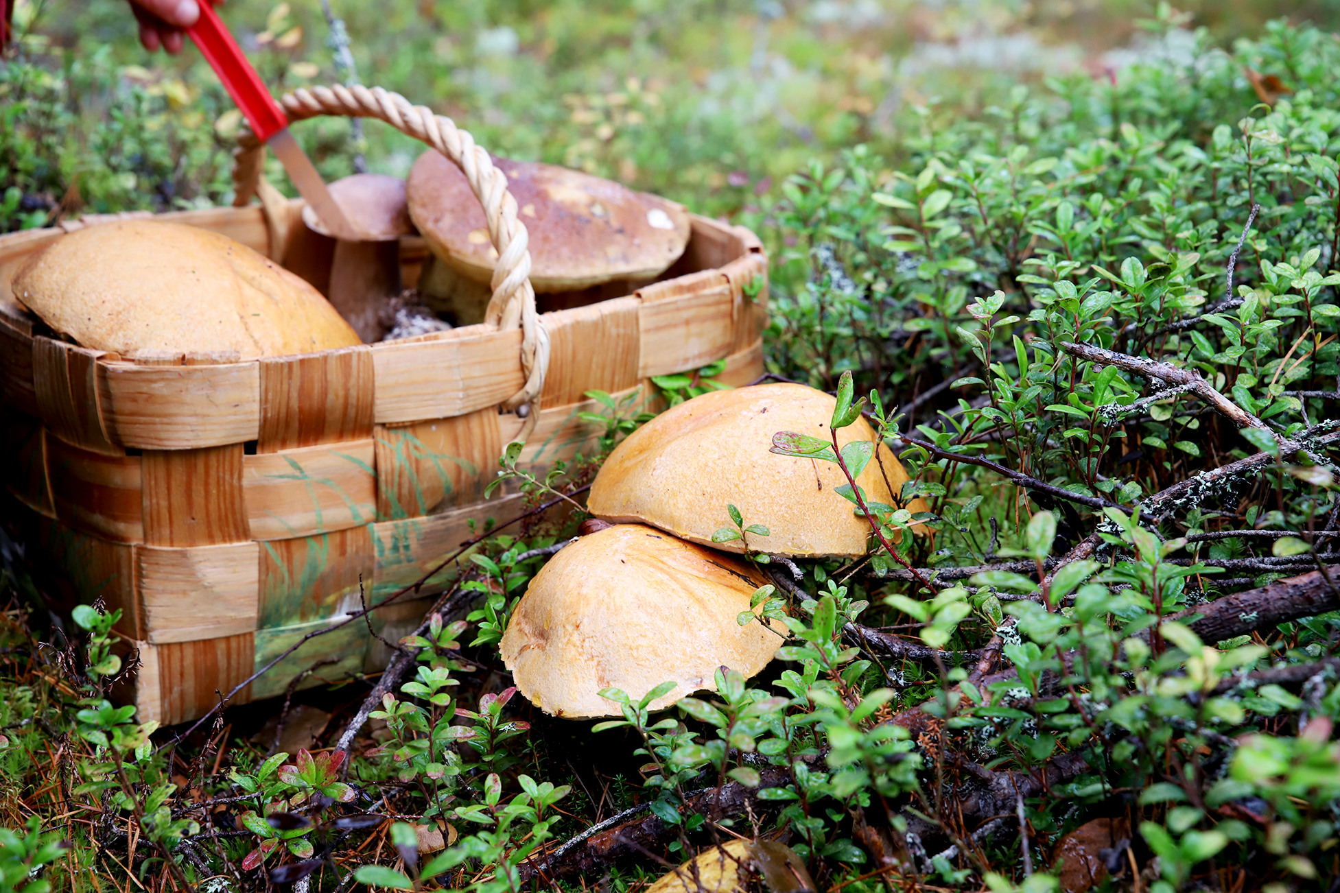 Koivunpunikkitatti on erinomainen ruokasieni. Sen tunnistaa jalan tummasta nukkatupsusta. Kun tatin halkaisee, se mustuu.