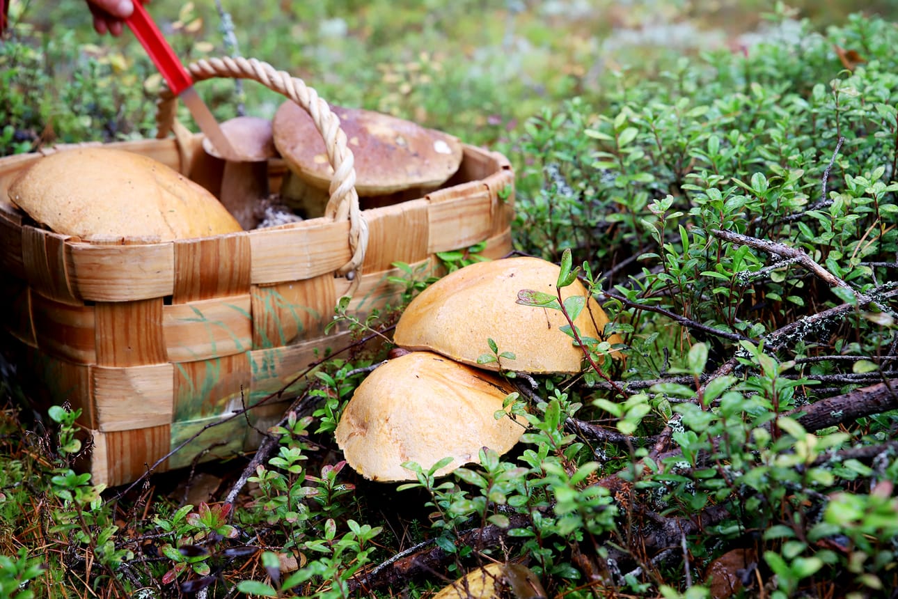 Koivunpunikkitatti on erinomainen ruokasieni. Sen tunnistaa jalan tummasta nukkatupsusta. Kun tatin halkaisee, se mustuu.