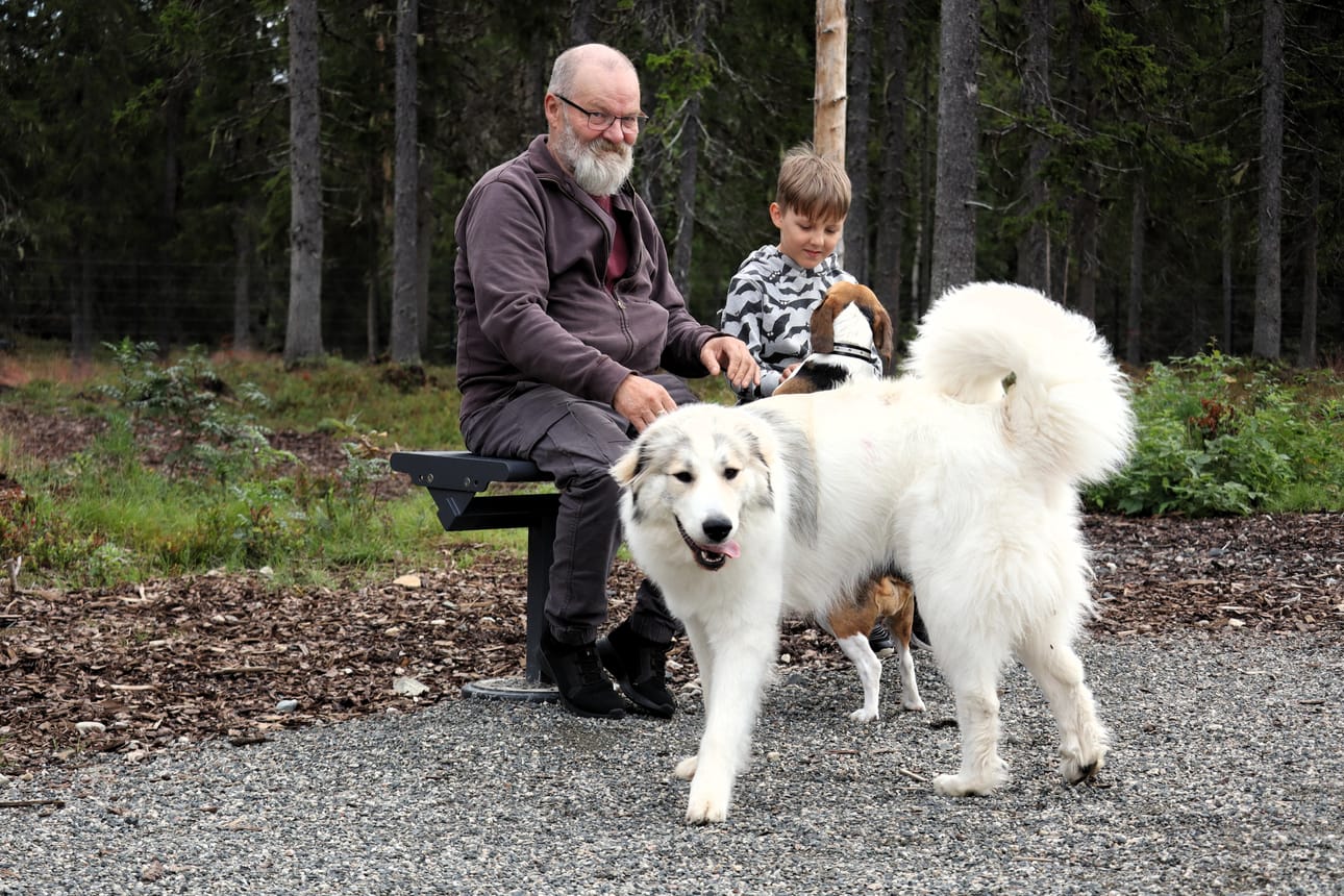 Kalevi Nissinaho toi Bella-beaglen leikkimään ison pyrenneittenkoira Haltin kanssa. Koirat ovat tuttuja keskenään. Bellaan silittelee Leo Ollila.