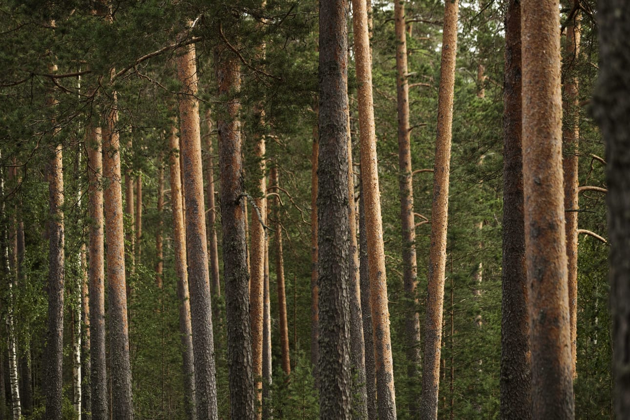 Uusi kasvitauti on voinut levitä Suomeen ulkomailta tuotujen koristepuiden mukana, sillä Suomessa ei juurikaan istuteta ulkomaalaisia taimia metsään.