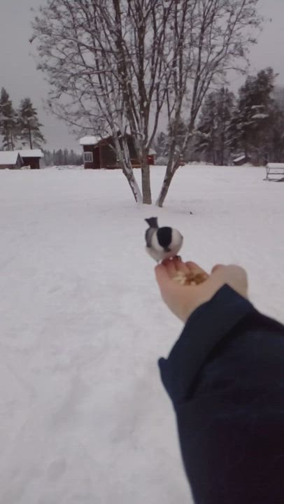 Hömötiaisten ruokintaa
