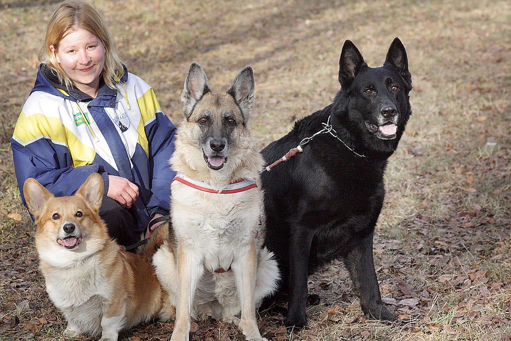 Nykyisin Johanna Väisäsen koiralaumassa on kolme jäsentä: Jekku, Bria ja Rottinen.
