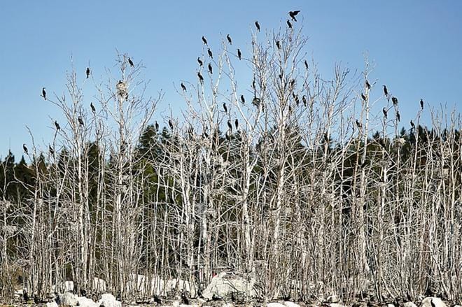 Merimetsot viihtyivät vielä ennen viime kesää Jukkasgrynnanilla Sundominlahdella. KUVA: TIMO ANNANPALO