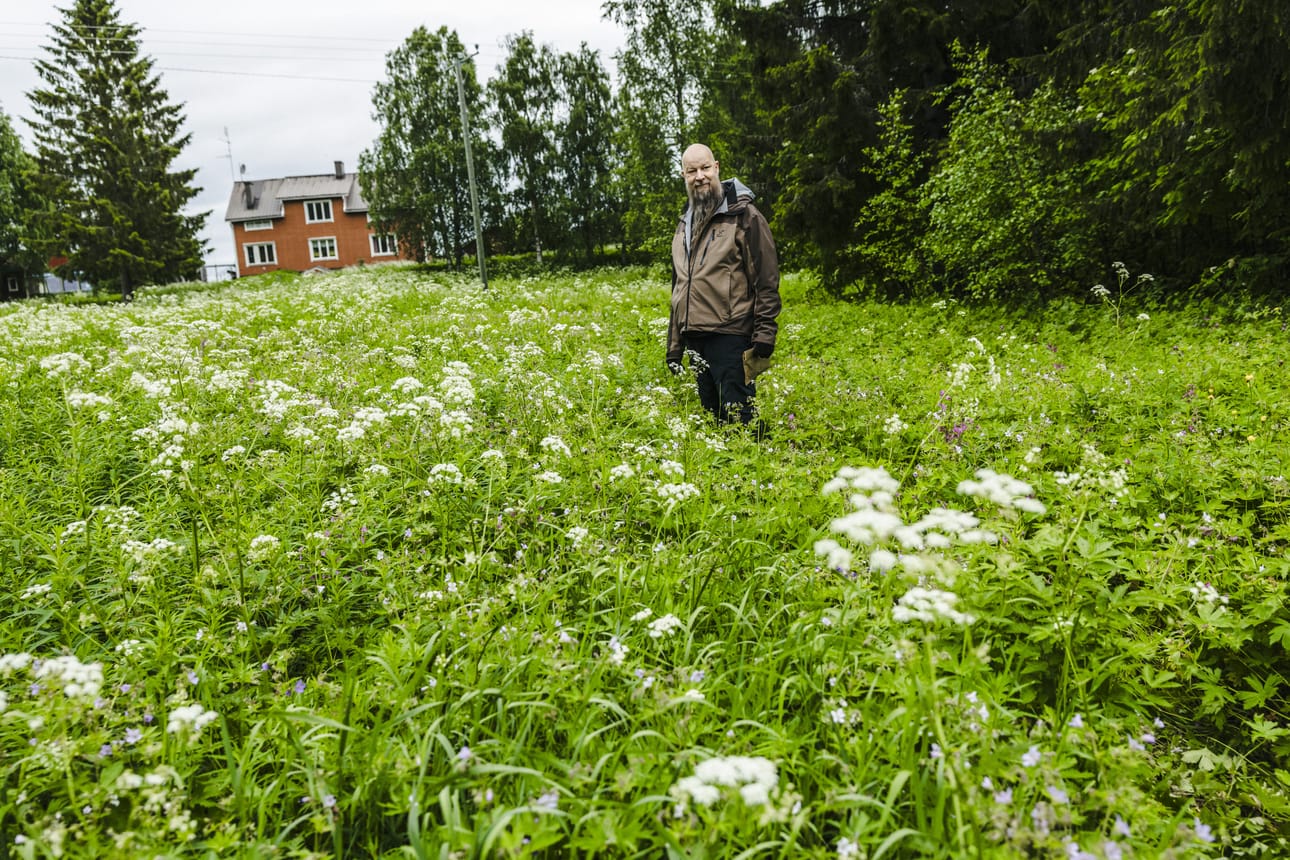 Paras paikka villiyrttien keräämiseen on oma kotipiha tai muu niittymäinen aukea alue.