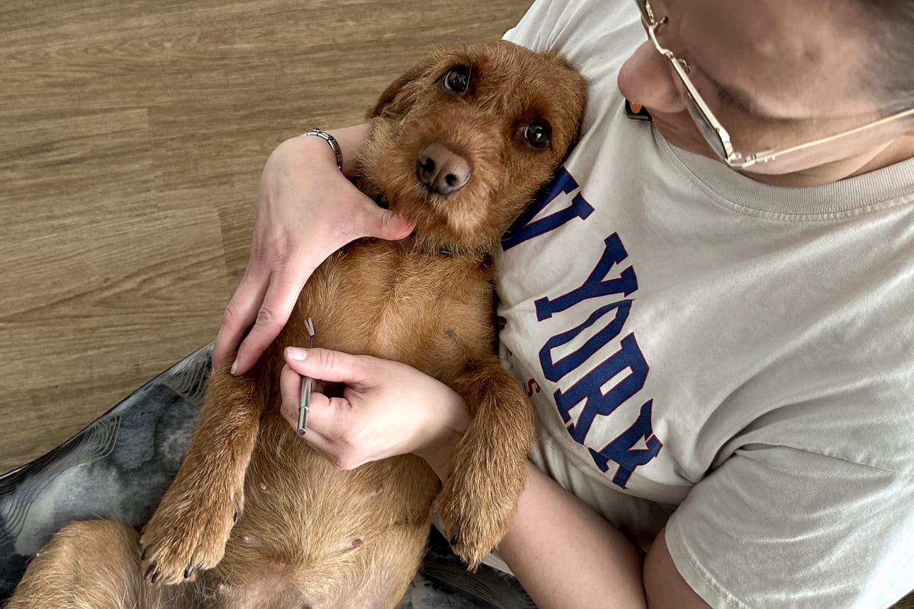 Tuposlaisten Helena ja Keijo Savelan Lola-koira on tottunut punkkien poistoon. Tällä kertaa pullea punkki löytyi Lolan vatsasta.
