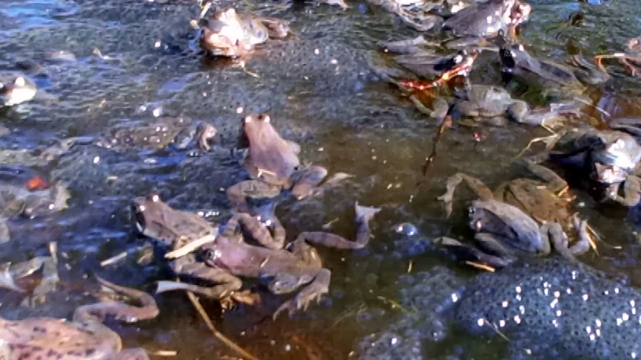 Sammakoiden kutupaikka Haukiputaalla
