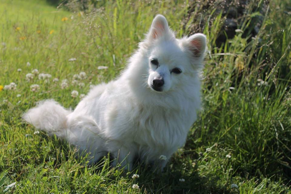 Anu Pitkäsen koira otti aurinkoa. Lukijan kuva.