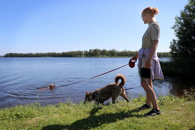 – Huffe (kuvassa vasemmalla) on näistä kahdesta enemmän uimakoira. En tiedä miten uima-altaassa, mutta joessa ja järvessä se uisi ihan mielellään. Nemi taas on auringonpalvoja, se makaa ihan suorassa auringonvalossa kyljellään, Senja Hietala kertoo. Kuvat: Vilja Vainio