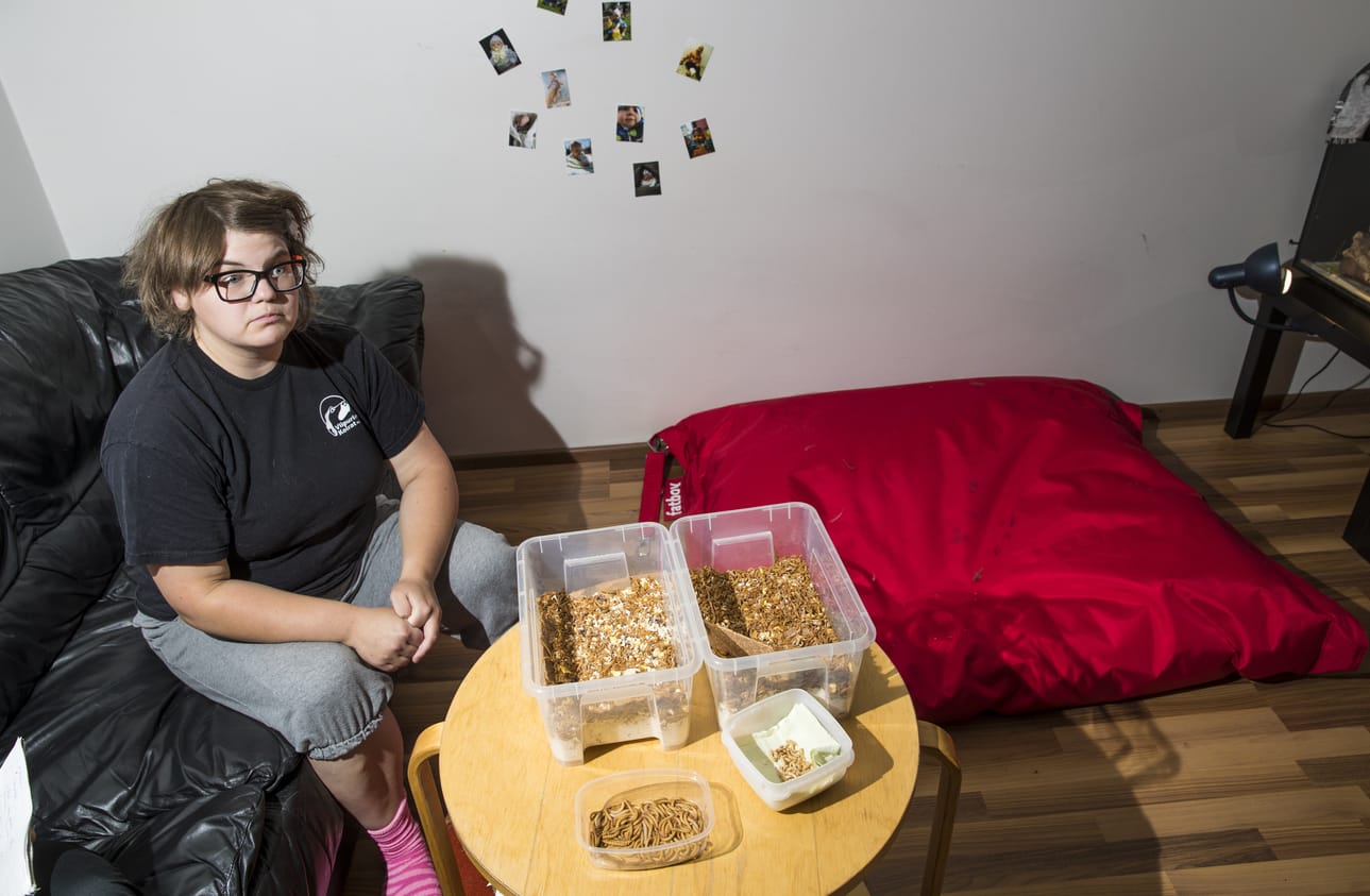 Minna Annala kasvattaa jauhopukki-ötököitä, jotka hän aikoo itse syödä. Yleensä niitä kasvatetaan lemmikkien ravinnoksi.