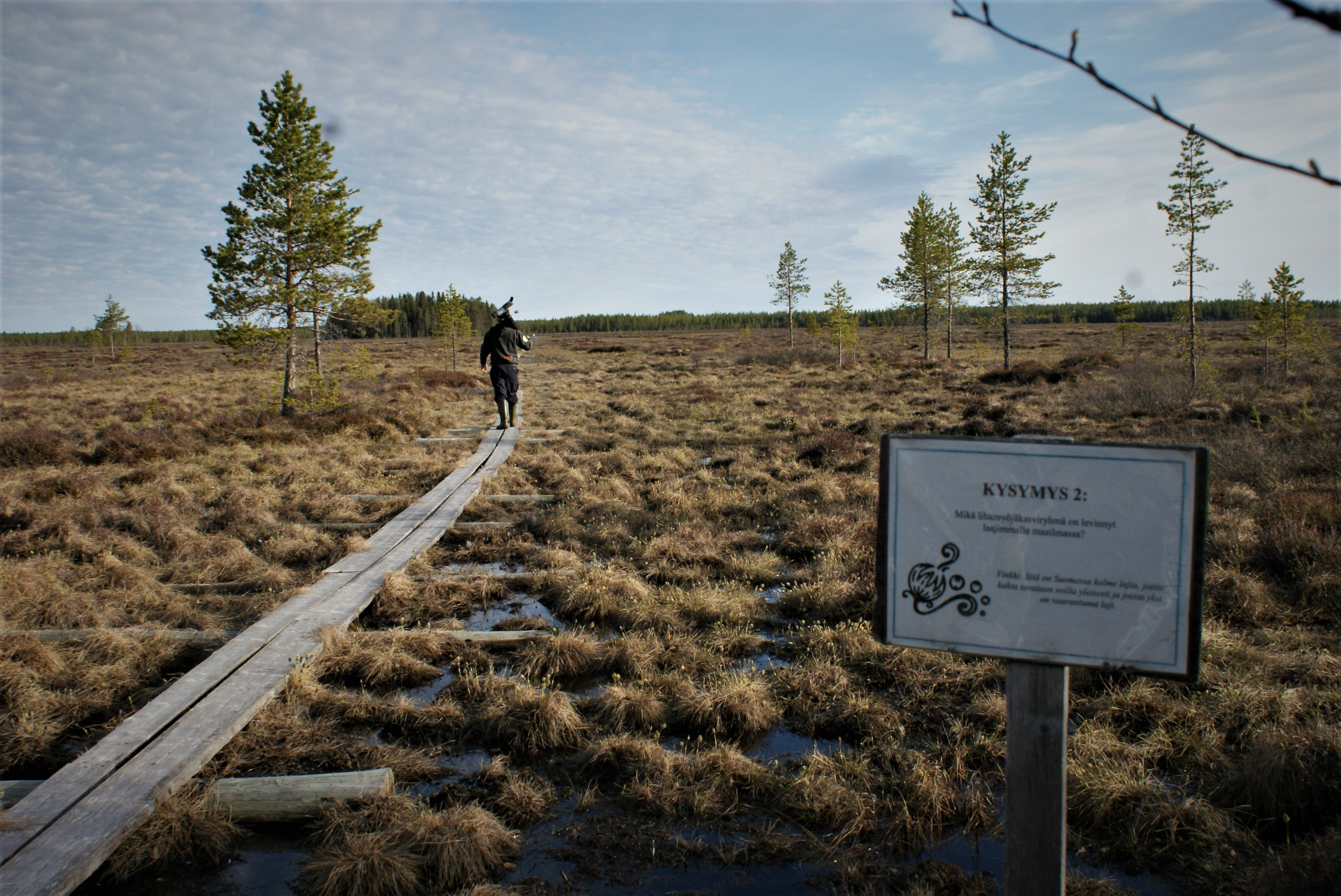 Kilometrinen pitkostus vie Kirsiojantieltä Vitikkosaareen.