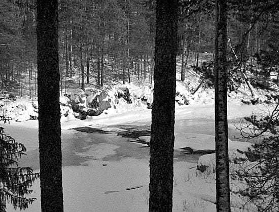 Muun muassa Oulangan metsää ennallistetaan polttamalla.