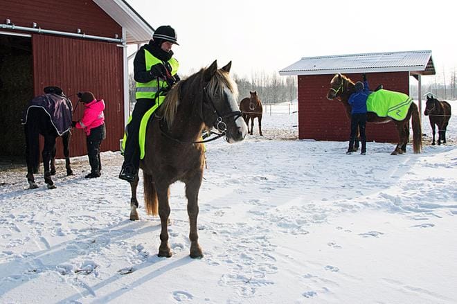 Elton-hevonen odottaa kärsivällisesti, kun karijokelainen Emilia Boucht virittää varusteet kuntoon tallin pihassa. KUVAT: AUNE WARONEN