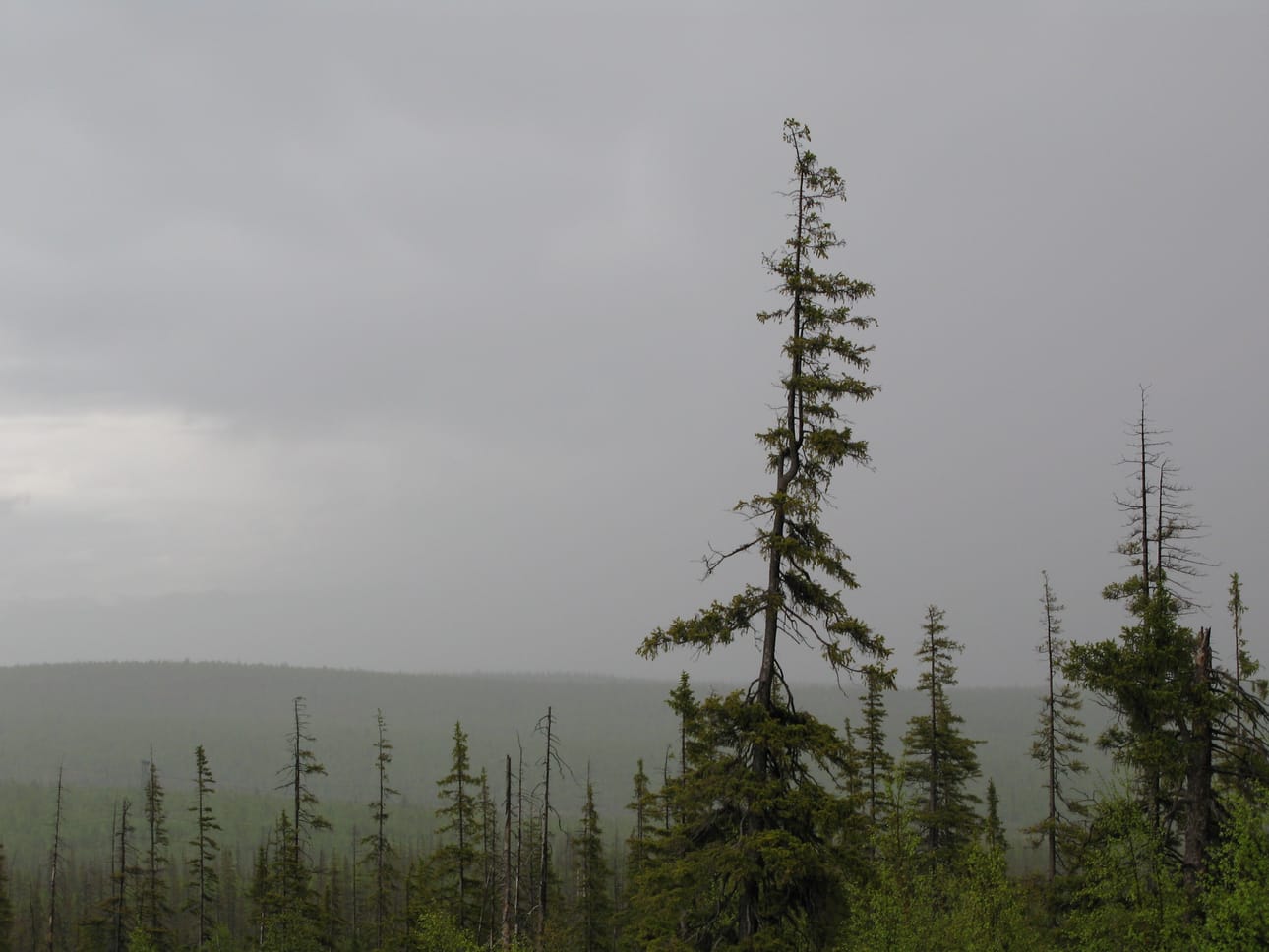 Kitukasvuista, happosateiden syövyttämää metsää Luoteis-Venäjällä.
