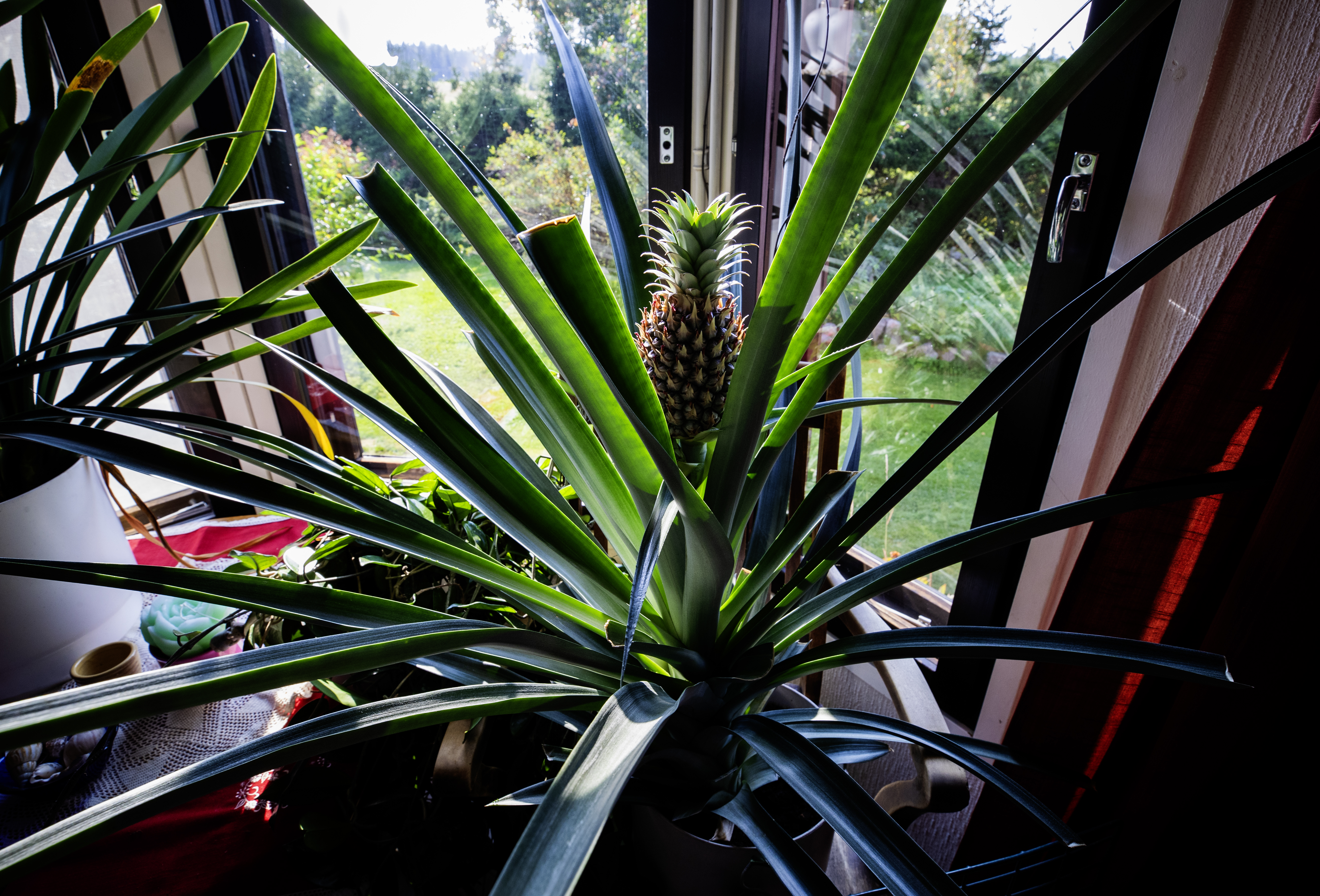 Kopsassa kasvaa oikea ananas – Näin kasvatat oman