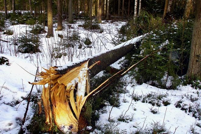 Maa- ja metsätalousyrittäjille myrskyt ovat osa liiketoimintariskiä, johon voi varautua. ARKISTOKUVA: JOUKO HÄNNINEN