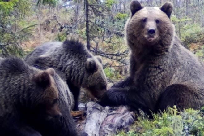 Karhuemo tuijottaa kameraa kuin ihmetellen, mikä mokoma laite on. KUVA: TIMO SAARIMÄKI