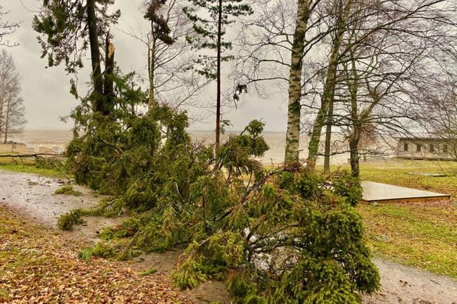 Myrskytuuli kaatoi puun Vaasassa Kustaanlinnan rannalla maanantaina. Kuva: Lukijan kuva/Christian Nylund
