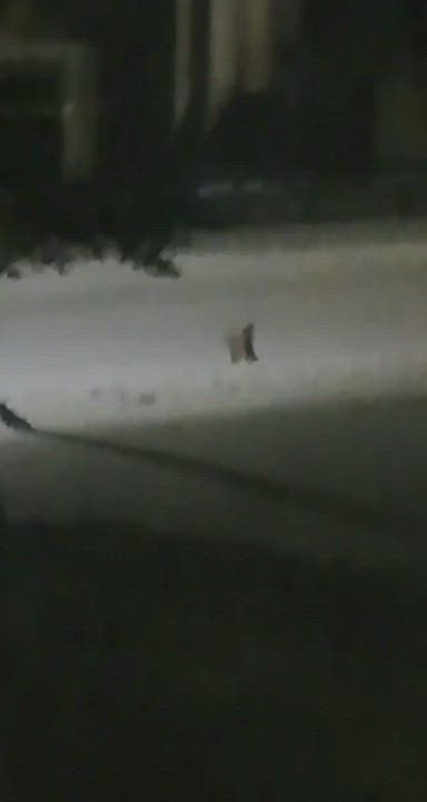 Jänisten öinen välien selvittely välivainiolla