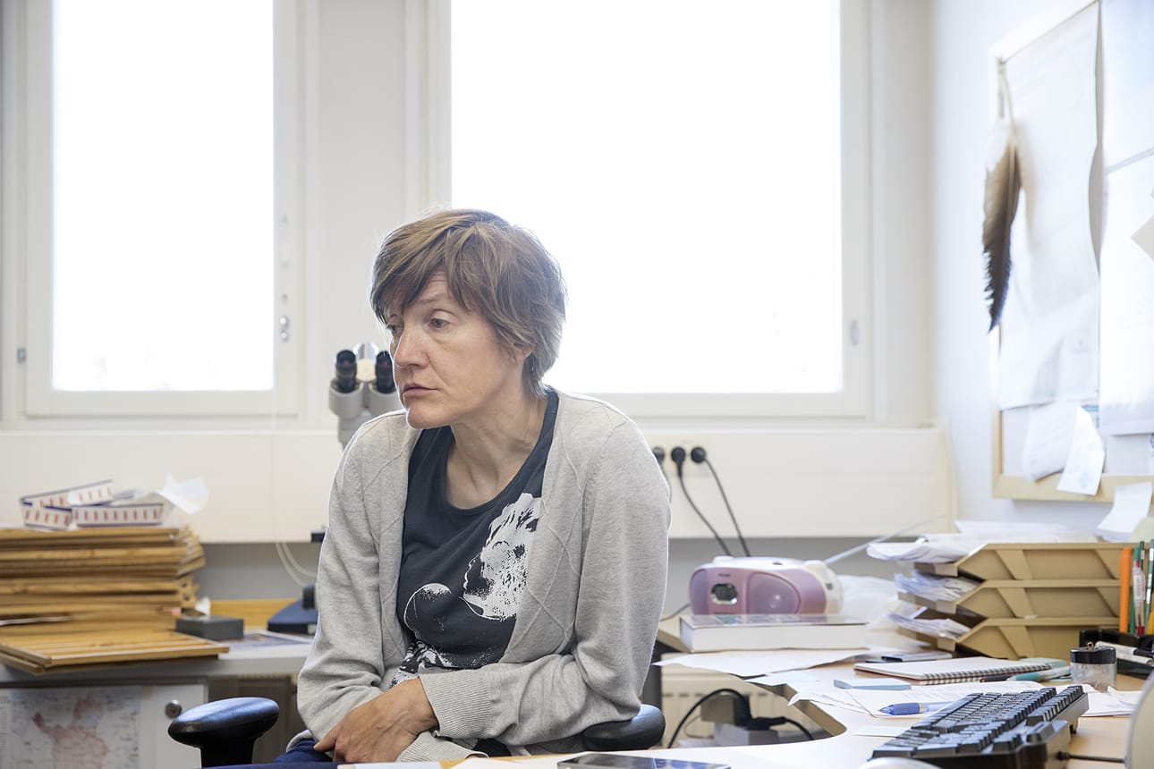 Erikoistutkija Marja Isomursu Ruokaviraston Oulun-toimipisteestä sai pyöriäisen tutkittavaksi ensimmäistä kertaa urallaan.