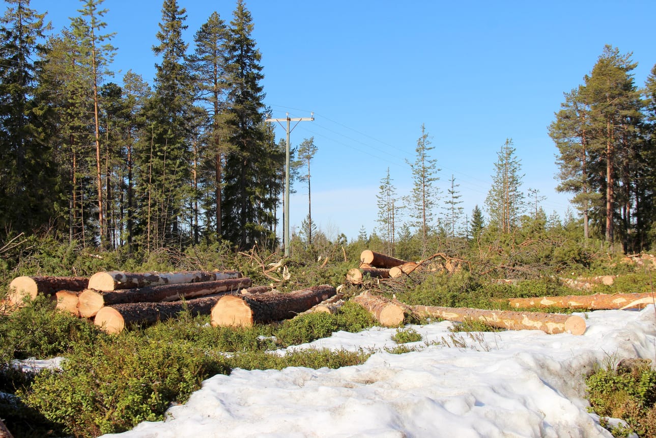 Metsänhoitomenetelmistä saatiin uusi tutkimustulos. Mallinnuksen mukaan jatkuva kasvatus toimii paremmin, mutta avohakkuita ei täysin tyrmätä.