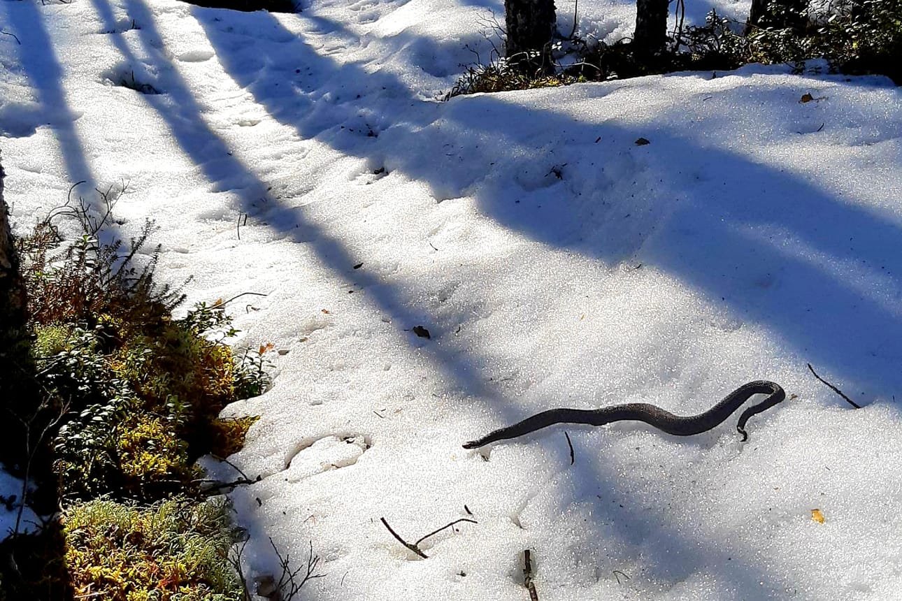 Koiraskyy on pysähtynyt lumen päälle. Pään suunnalla on lämmin pälvipaikka, minne kyy on oletettavasti suuntaamassa. Talvehtimisolosuhteet ovat olleet kyyn kannalta varsin hyvät. Lumi on suojannut pahimmalta roudalta ja sulamisjakso on ollut tasainen.
