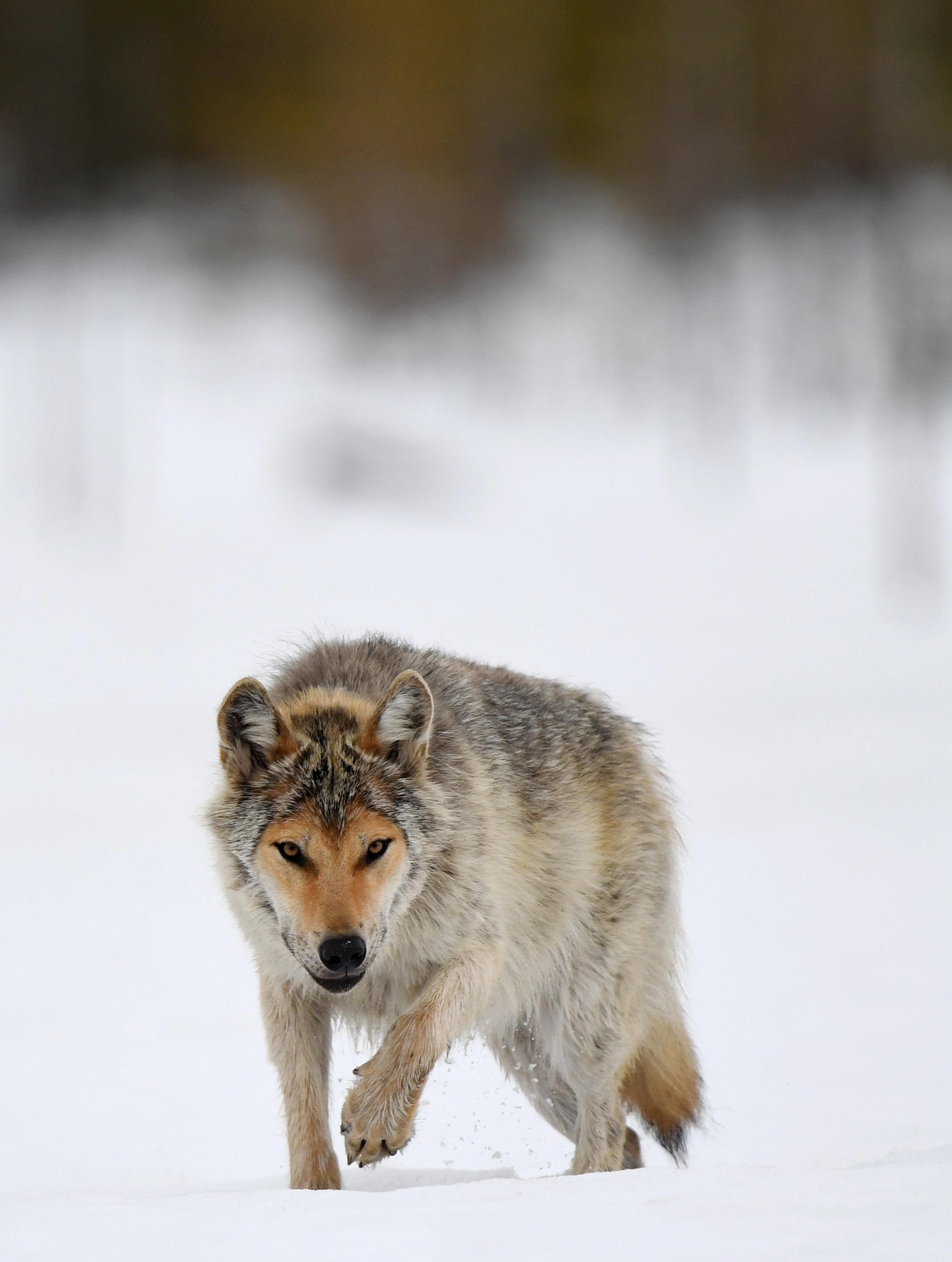 Suomen riistakeskus esittää metsästettäväksi sadan suden kiintiötä
