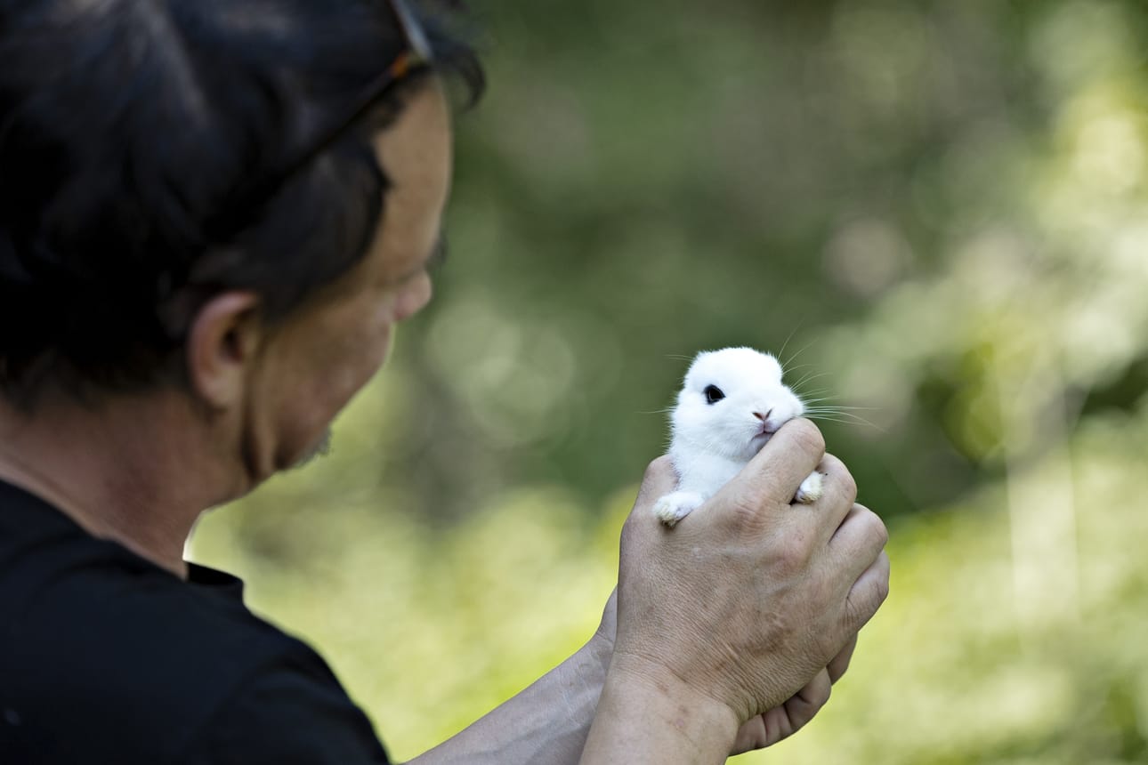 Mannfolk ei ole nimennyt poikasia.
