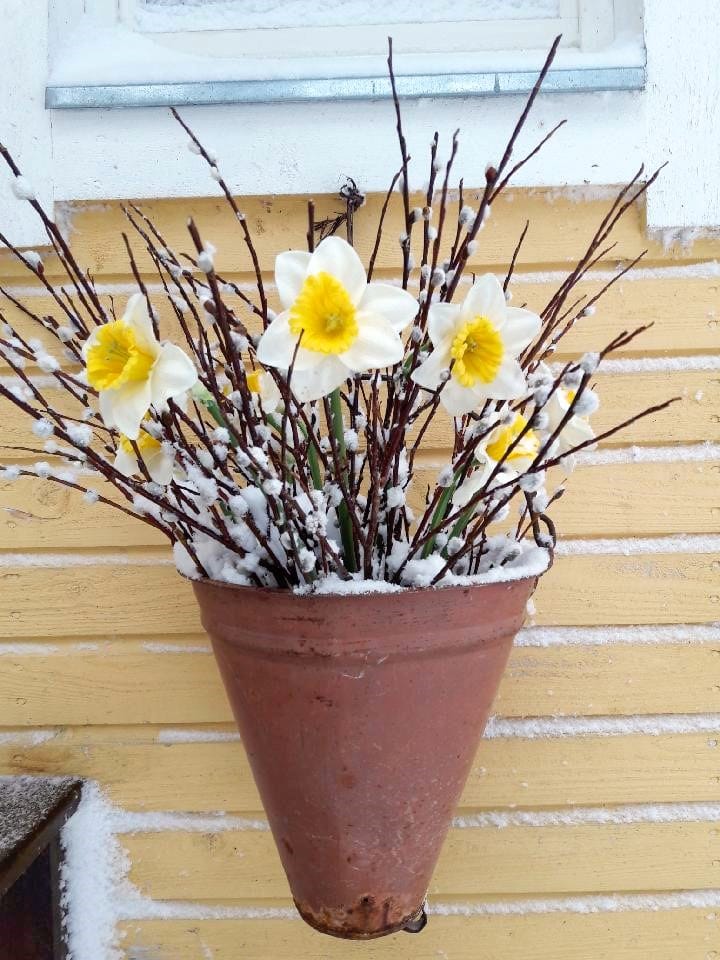 Hyvää pääsiäistä! Iijokiseudun lukija toivottaa kauniin, keväisen kuvan voimin iloista pääsiäistä muille Iijokiseudun lukijoille.