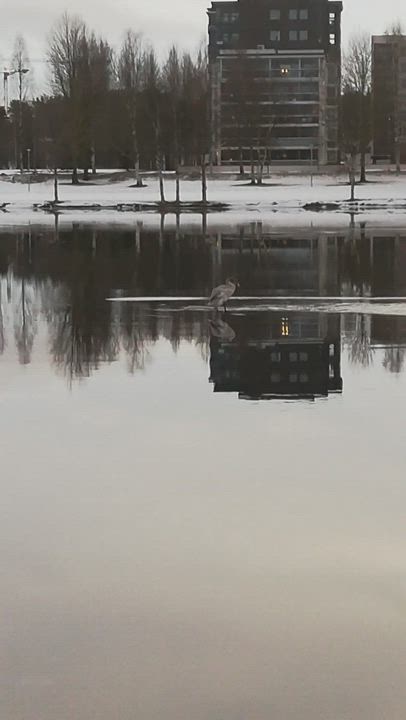 Nuori  laulujoutsen vapautettiin