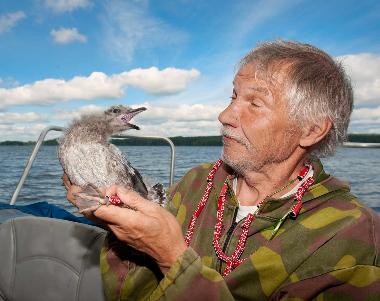 Lokkitutkijan ja muovisen lukurenkaan kehittäjän Risto Juvasteen käsissä on tällä kertaa selkälokin poikanen.