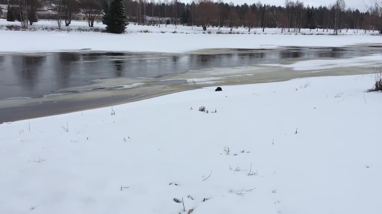 Saukkovideo