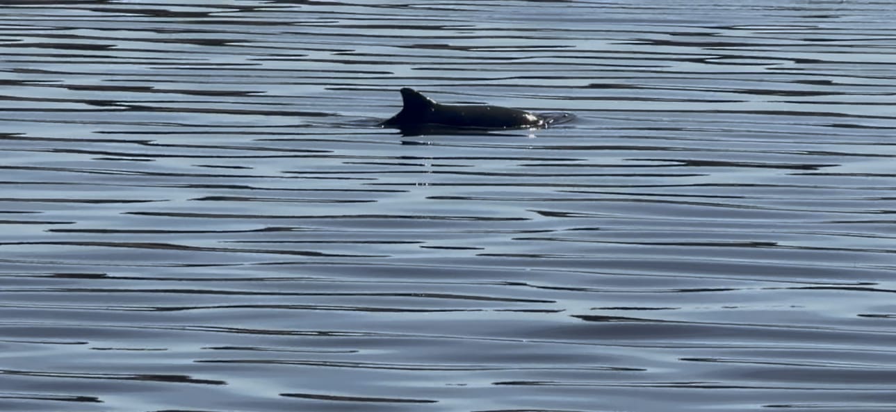 Pyöriäinen kuuluu maailman pienimpiin valaslajeihin. Se on noin 145–160 senttimetriä pitkä ja painaa 50–60 kilogrammaa. Lähde: Ympäristöministeriö.