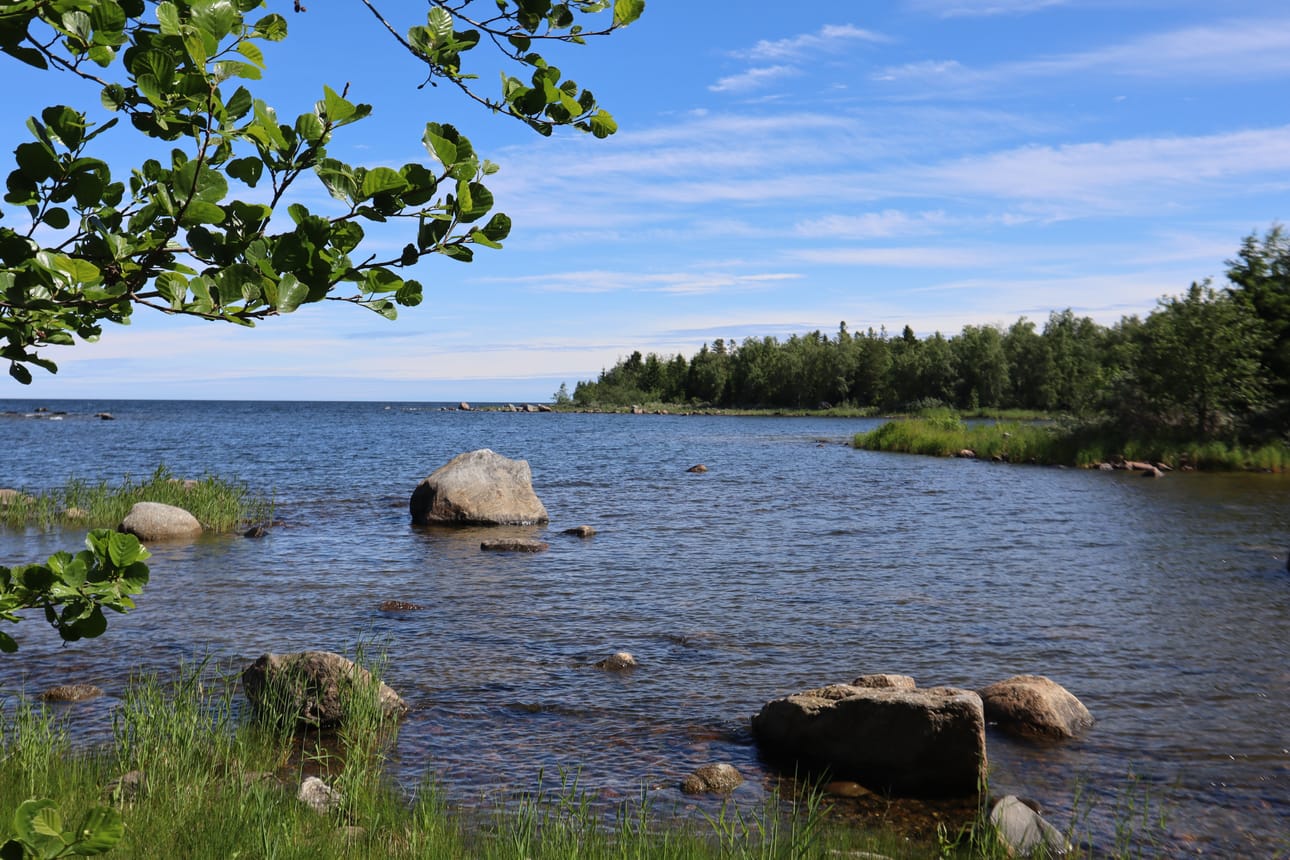 Ympärillä on havumetsää ja lehtimetsää. Tervaleppä viihtyy rannikon tuntumassa.