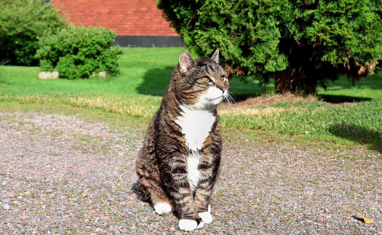 Marita ja Juhani Lahden 22-vuotias Tiko-kissa on tärkeä perheenjäsen. Ihmisen mittapuulla Tiko on jo 104-vuotias.