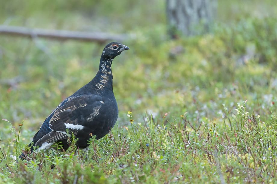 Teeren suhteen olisi totaalisen rauhoituksen paikka, Olli Lamminsalo kirjoittaa.