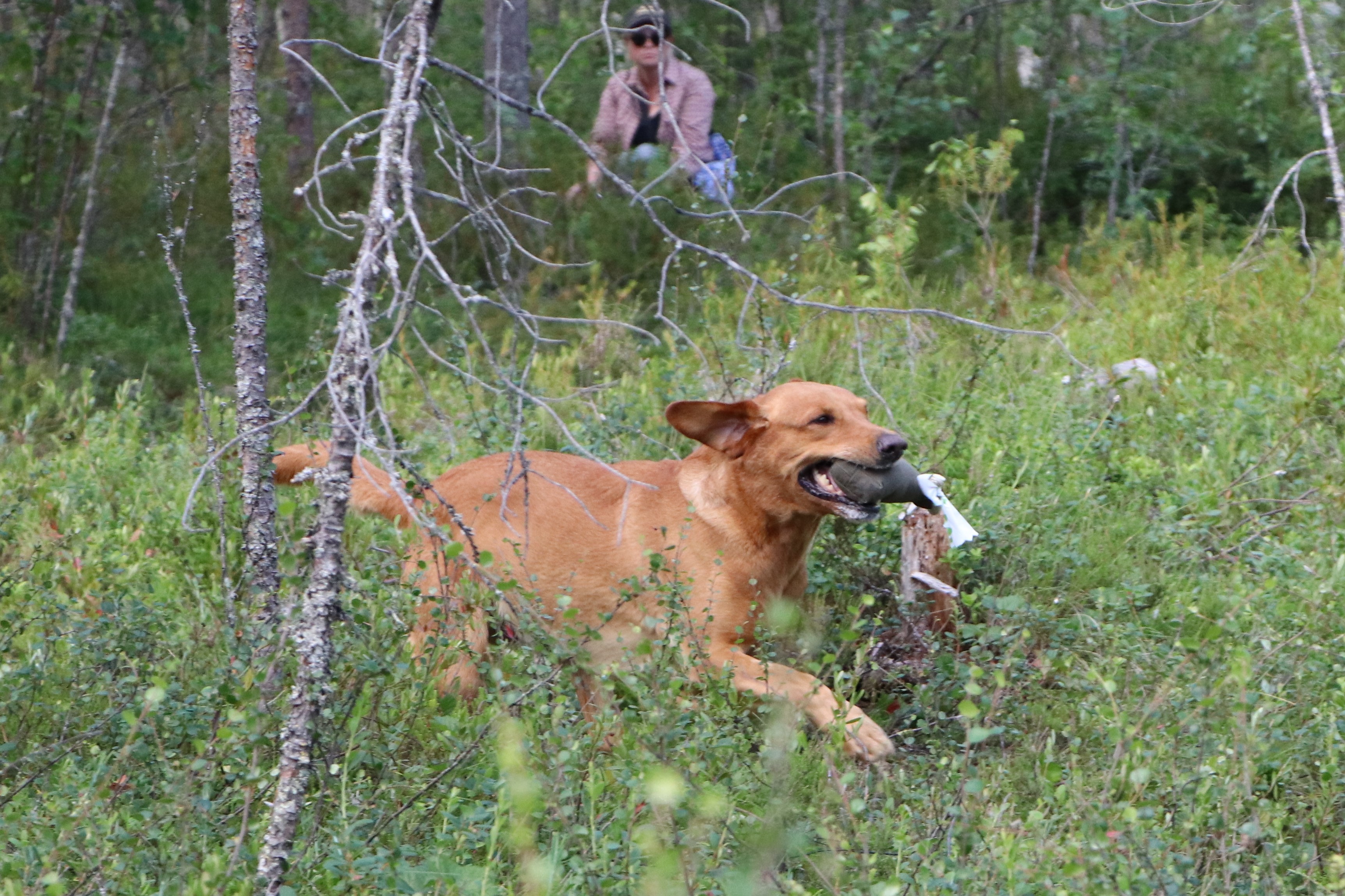 Kokkolasta kisoihin tullut labradorinnoutajauros Jummi-Jammin Bowmore on löytänyt metsään piilotetun dummyn ja palauttaa sitä vauhdilla ohjaajalleen. Taustalla näkyy rastin avustaja.