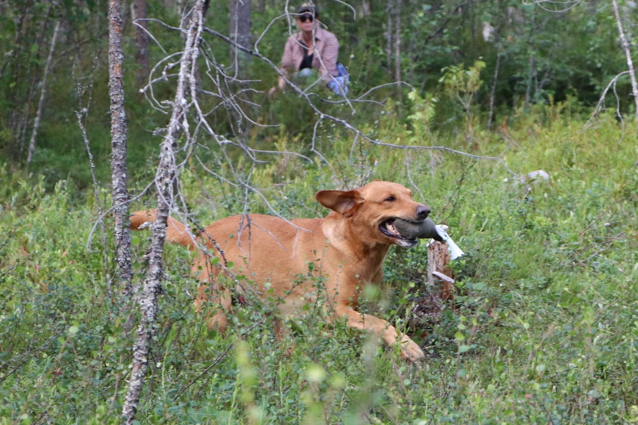 Kokkolasta kisoihin tullut labradorinnoutajauros Jummi-Jammin Bowmore on löytänyt metsään piilotetun dummyn ja palauttaa sitä vauhdilla ohjaajalleen. Taustalla näkyy rastin avustaja.