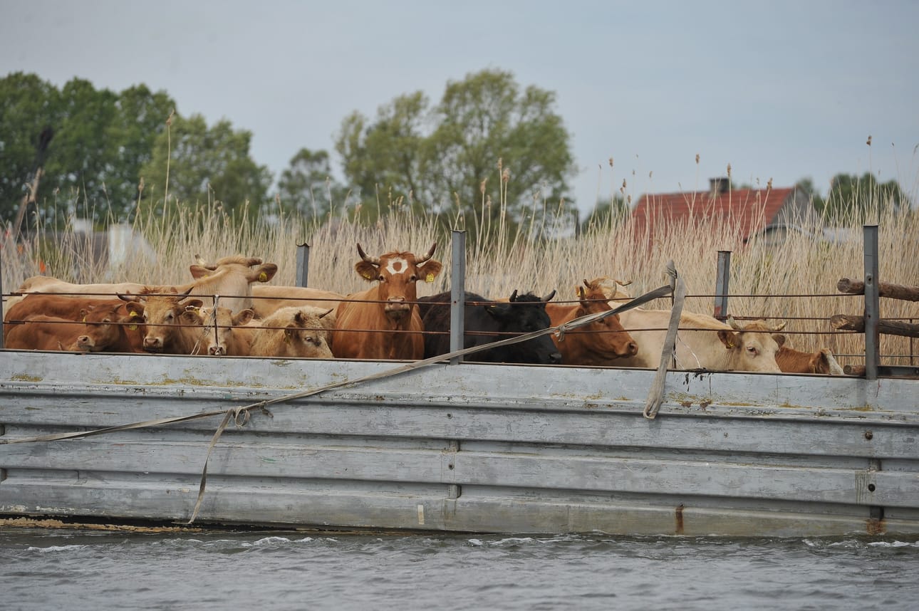 Puolassa laittomasti teurastettujen nautojen lihaa on päätynyt Suomeen ennakoitua vähemmän. Lihaa ei ole päätynyt kuluttajille. Kuvassa olevat eläimet eivät liity laittomasti toimineeseen teurastamoon.