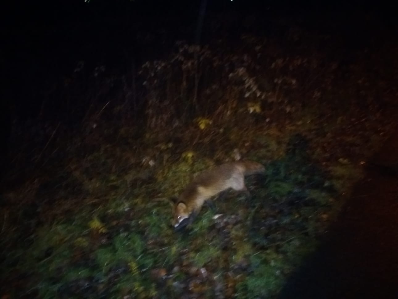 Kettu kiersi miestä ympäri ensin pari kertaa.