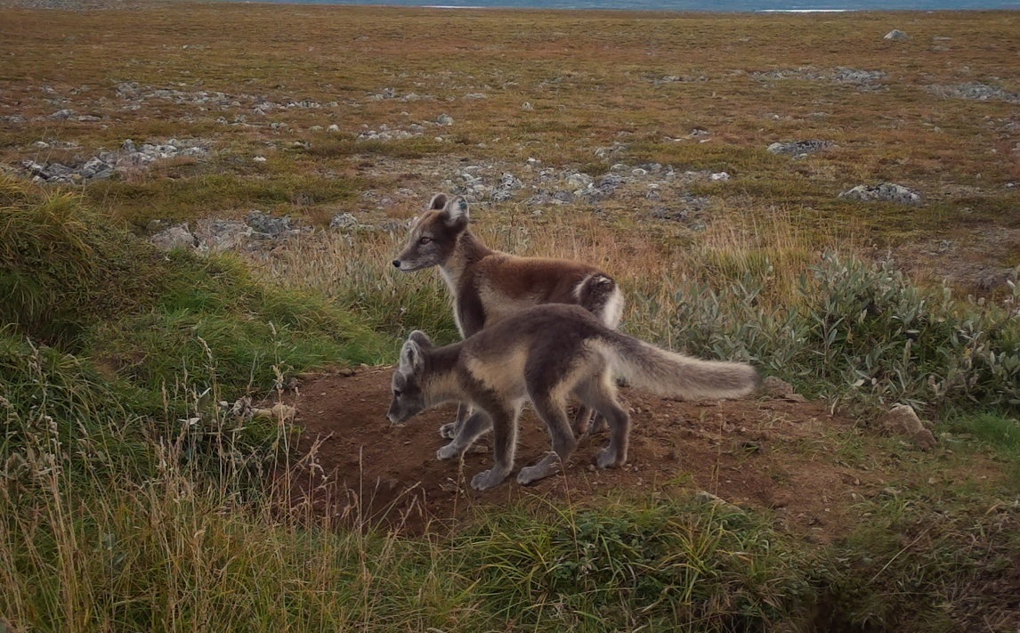 Suomessa syntyi kolme äärimmäisen uhanalaisen naalin pentuetta