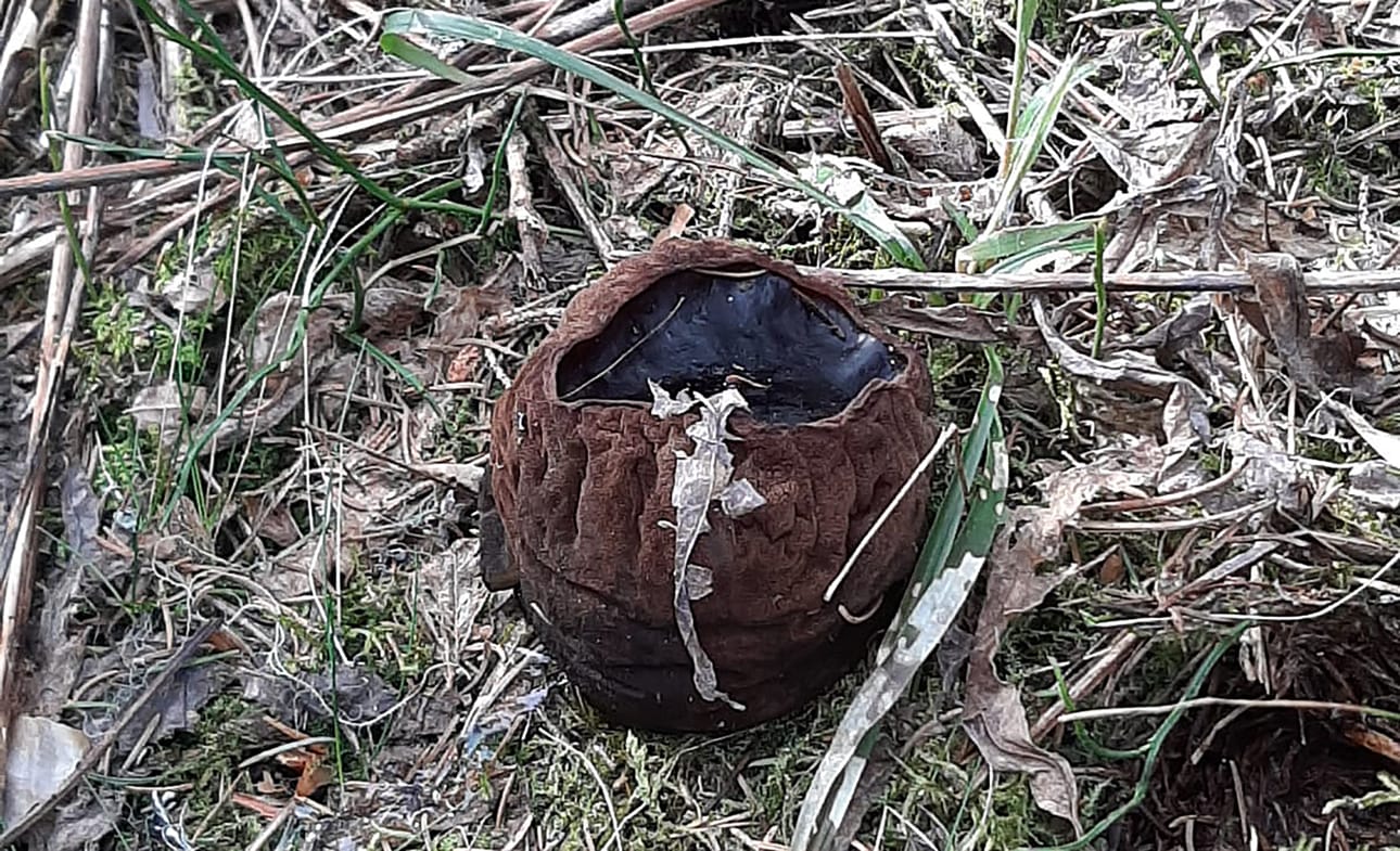 Tätä harvinaista sientä ei kasva kovin monessa paikassa Suomessa. Nyt sellainen löytyi Oulaisten Petäjäskoskelta.