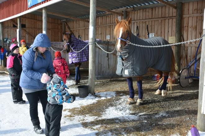 Kuvassa oikealla Kurhelan tallin Liinan Liekki.