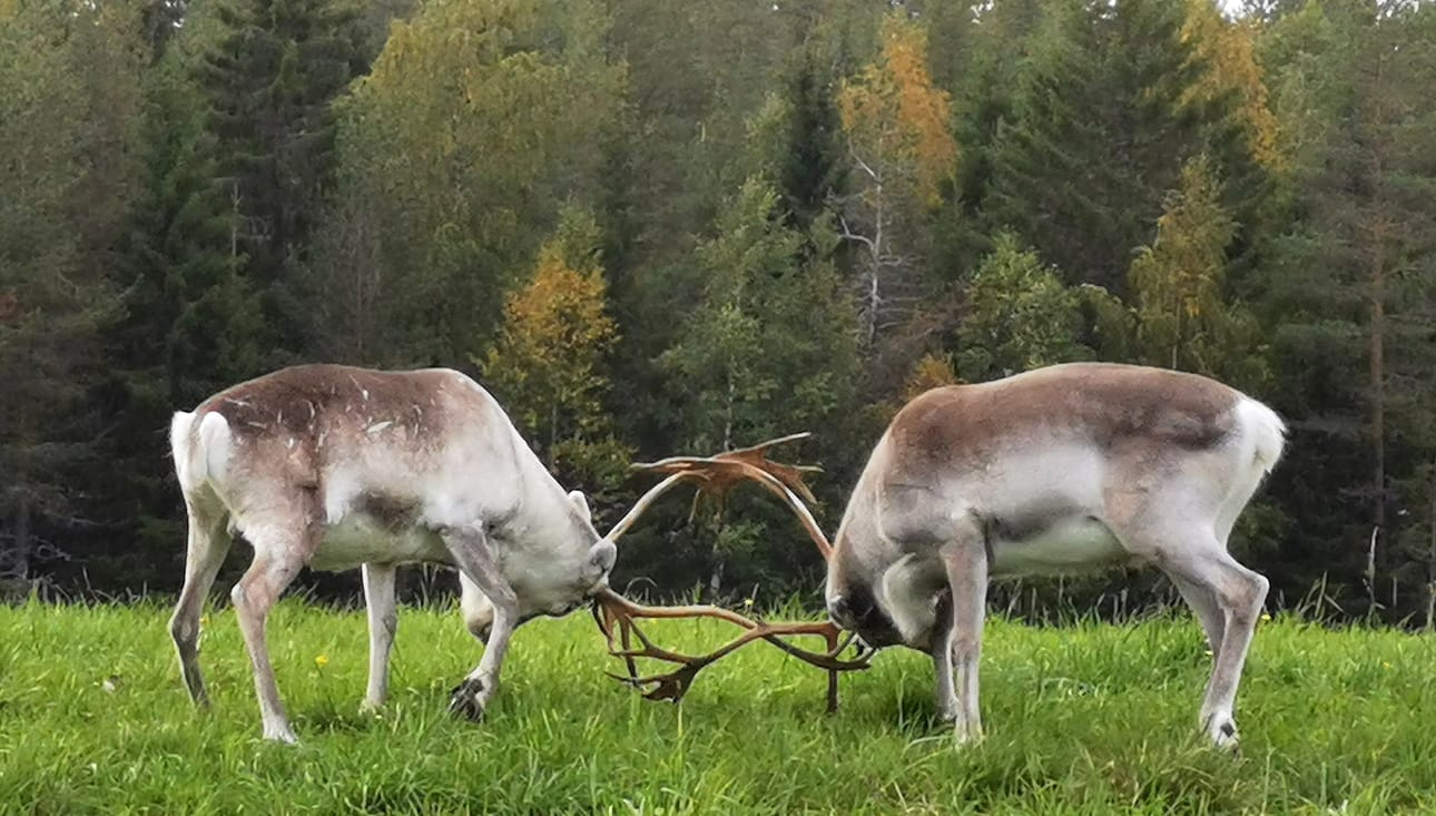 Rykimäaikaan porohirvaat ovat voimiensa tunnossa ja voivat olla uhkaavia myös ihmisille.