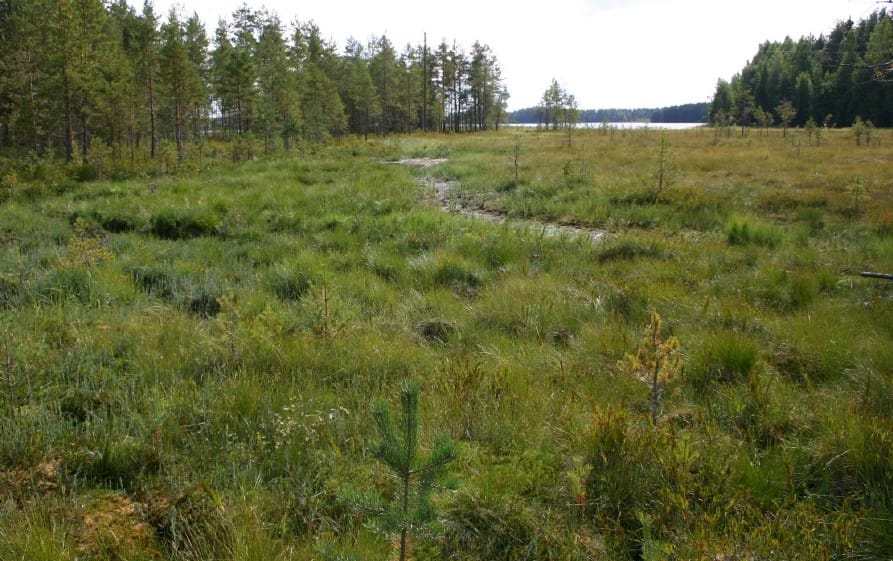 Pintavalutuskentillä pyritään pidättämään valumavesistä kiintoainetta ja ravinteita.