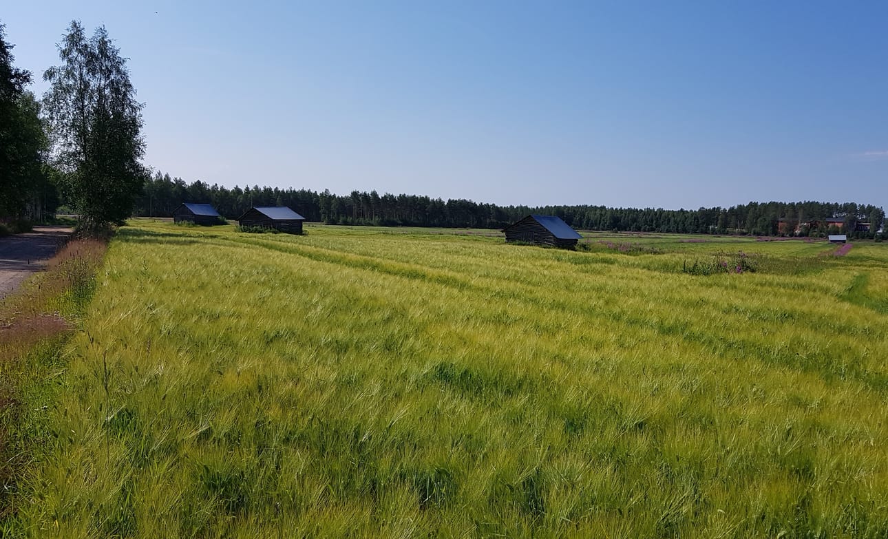 Vilja kypsyy hyvin näillä ilmoilla ja komeat on ladot pellolla.