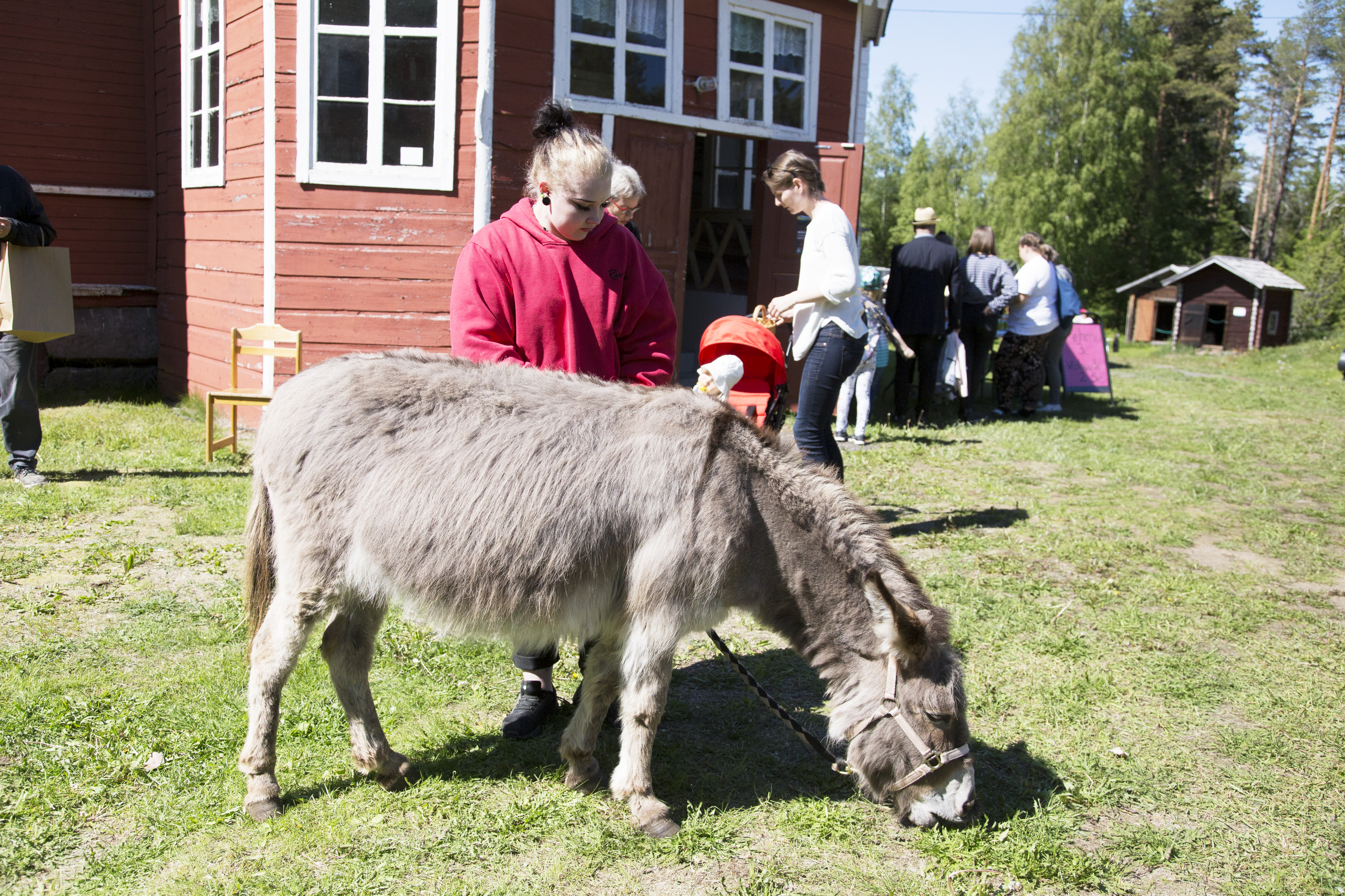 Netta Murtoperän Sissi-aasi sai nauttia päivän aikana monista rapsutuksista. 