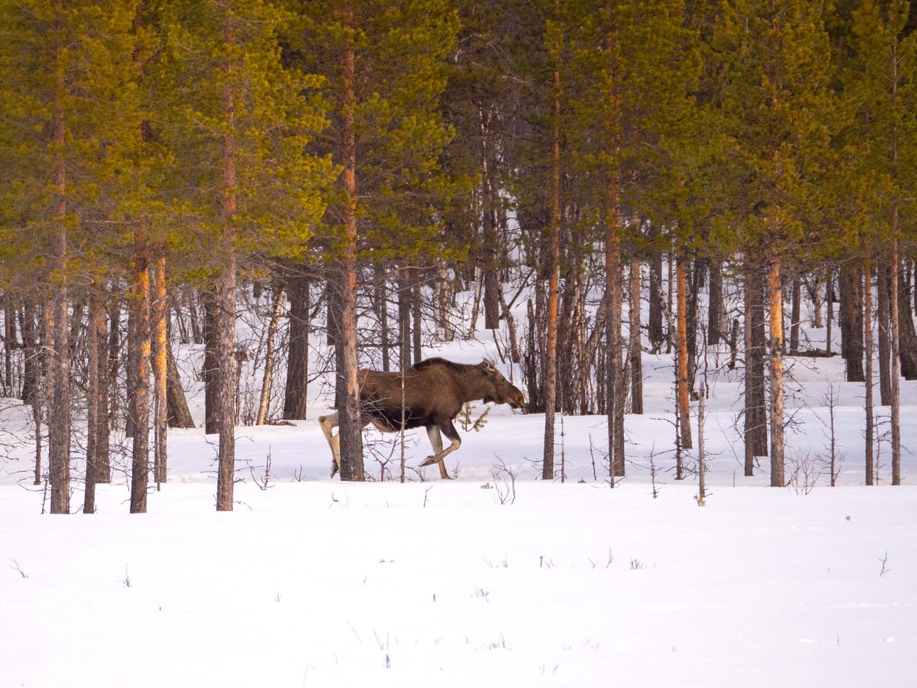 Erityisesti Angelin suunnalla on hyvät mahdollisuudet nähdä hirviä.