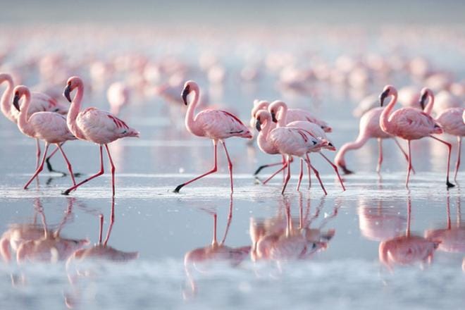 Pikkuflamingot marssivat rytmikkäänä joukkona rannalla Itä-Afrikassa etsien kumppania. KUVA: Image Focus