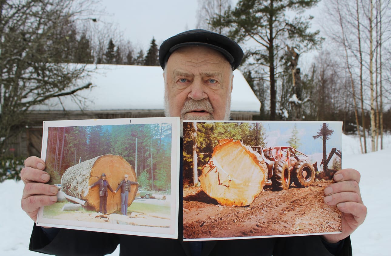 Tauno Alkulan Kanadan-töihin lukeutui muun muassa siirtää douglaskuusien runkoja kokoomapaikalle, josta puutavara-autot kuljettivat puut merenlahdelle, sahalle uittoa varten. Toisessa kuvassa puunrunkoa on mittaamassa suomenruotsalainen työkaveri Peter Bäckström.