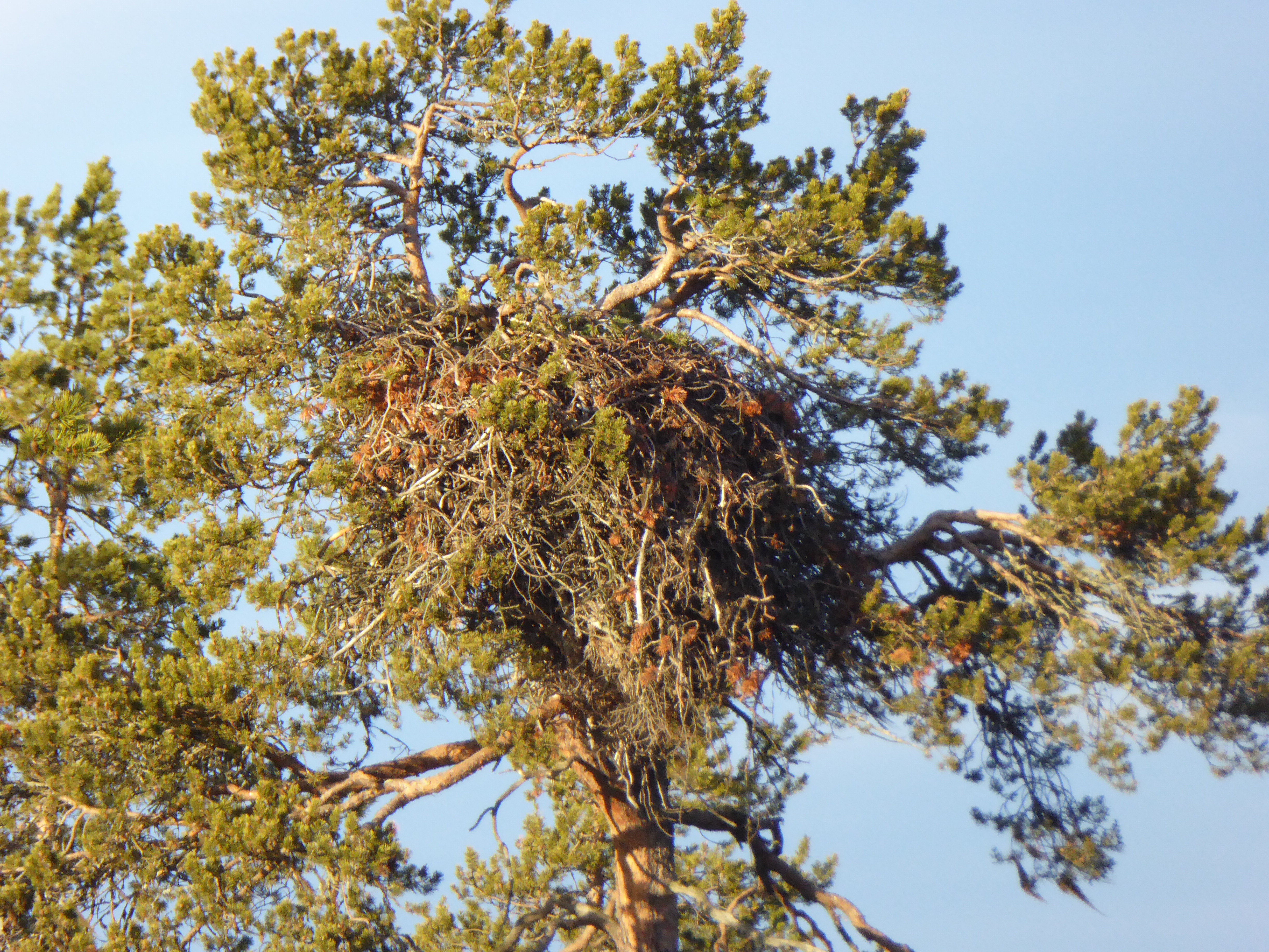 Maakotkilla tänä vuonna huono pesintätulos